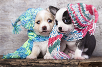 天冷了，別讓狗狗著涼